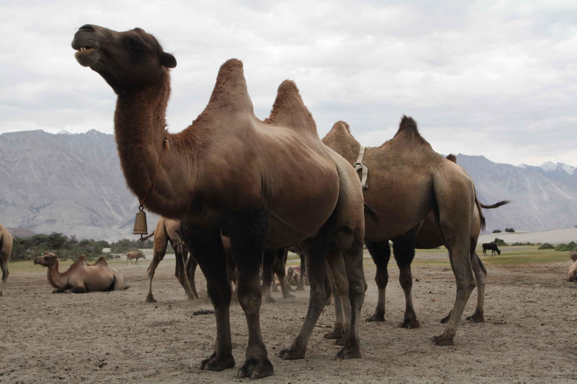 52250057900_2b9cc3f87f_o