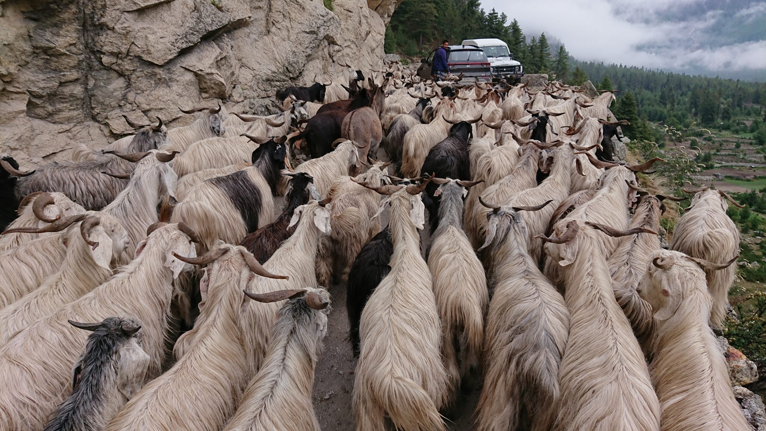 52316468276_15f3b982bd_o