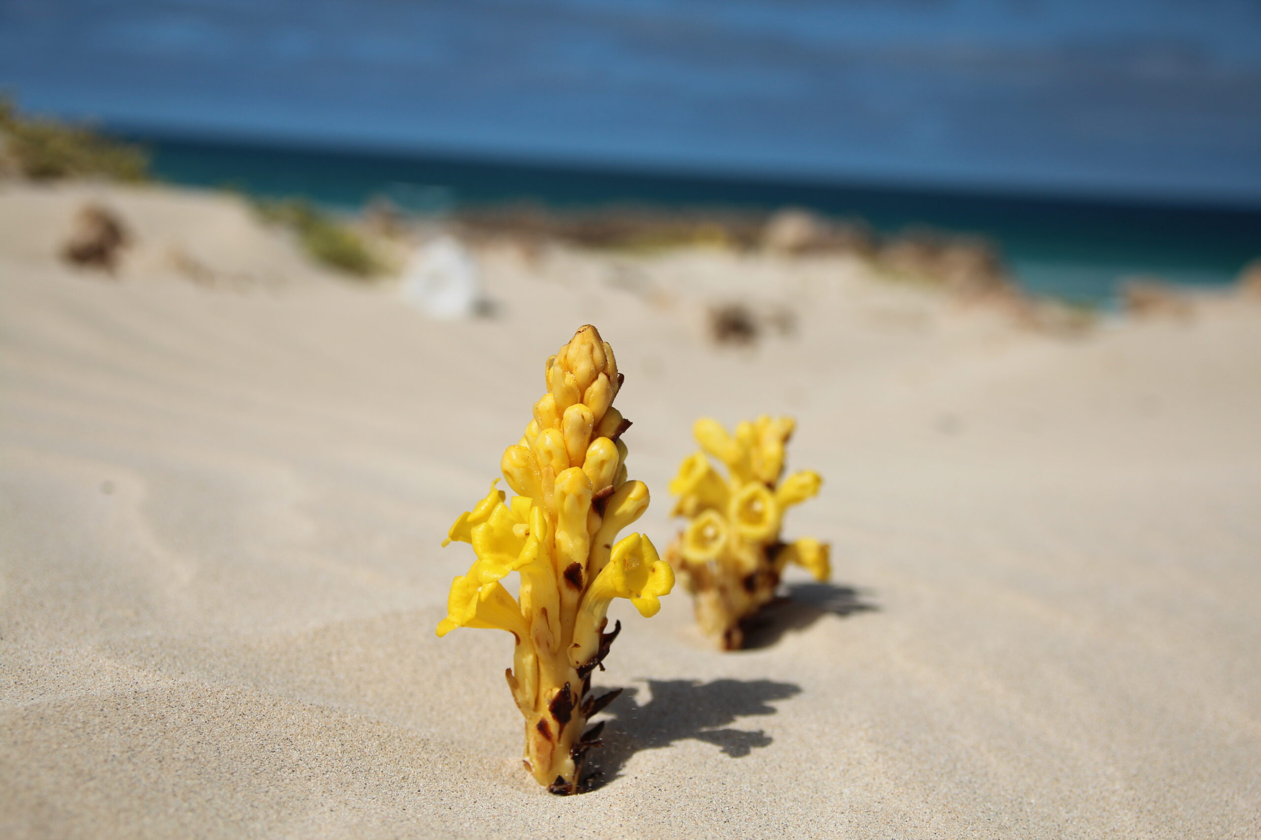 52589409336_63fc6db58e_o