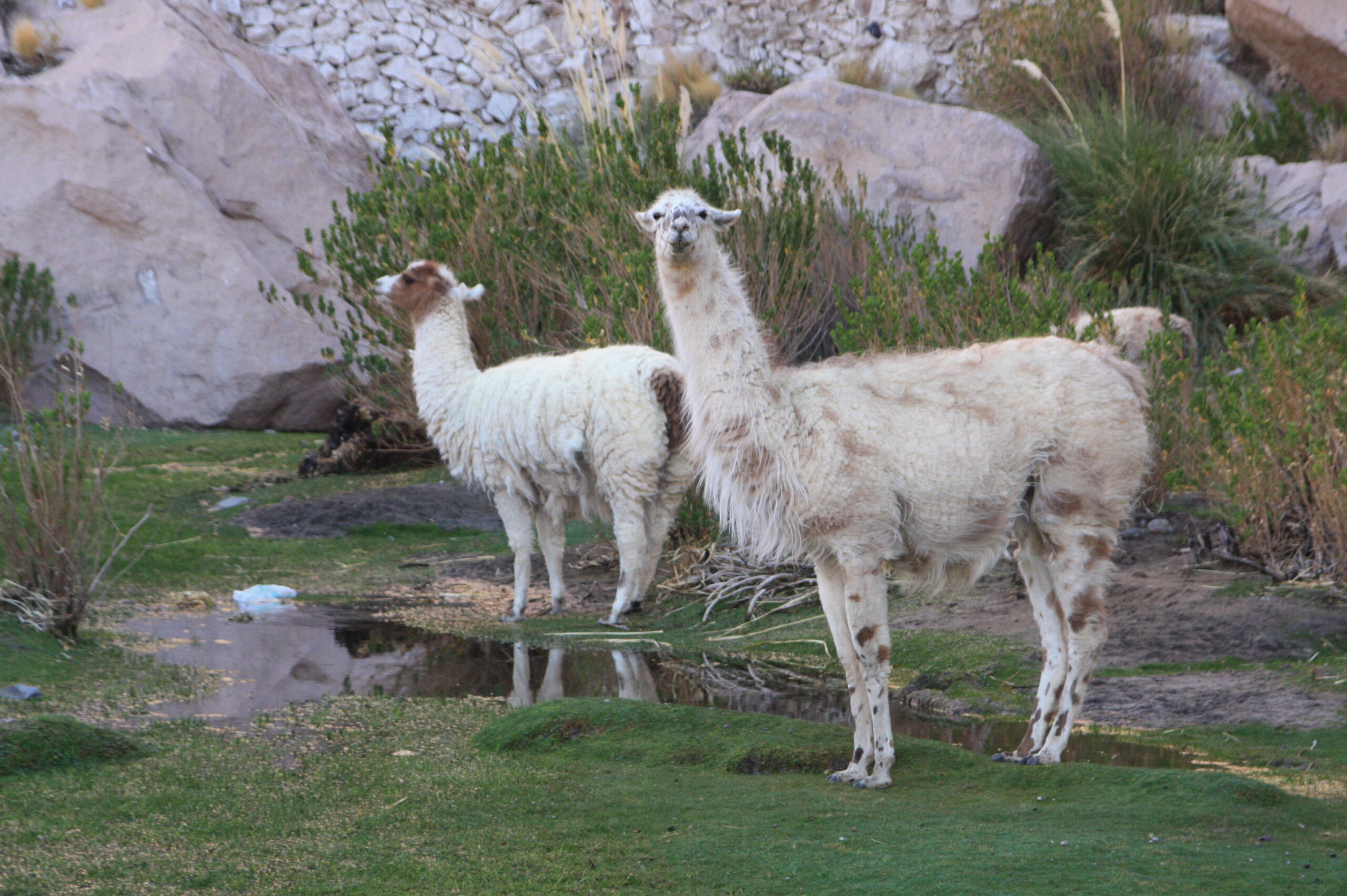 28431457843_622f5400b1_o