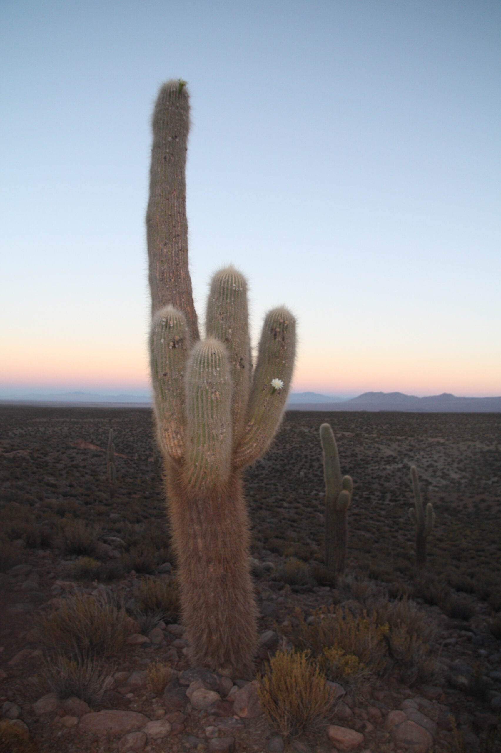 28972950611_7bfbd35a46_o