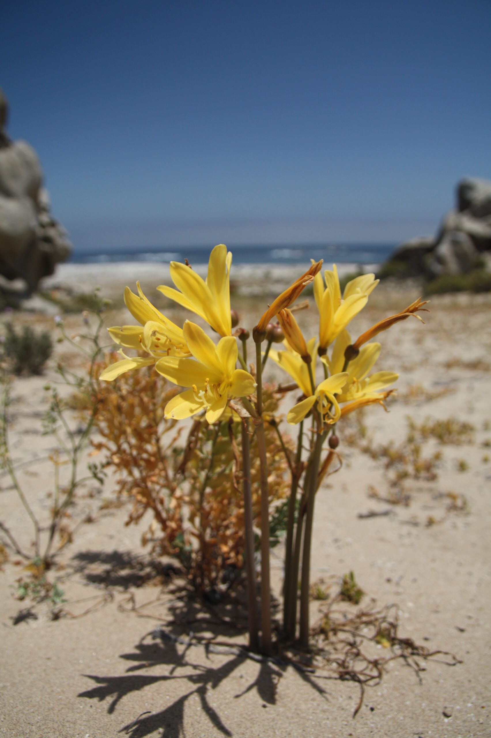 28975085151_fe0cea8a3a_o