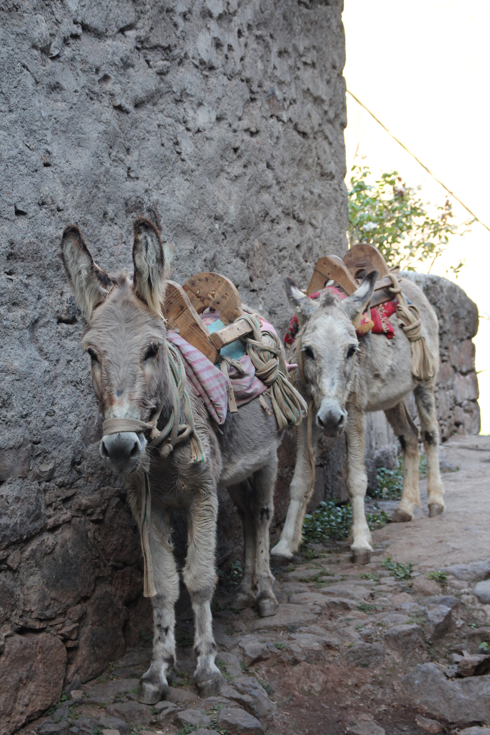 52589723396_de4499ba86_o